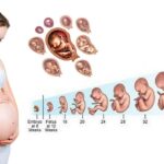 Pregnancy Trimester Guide