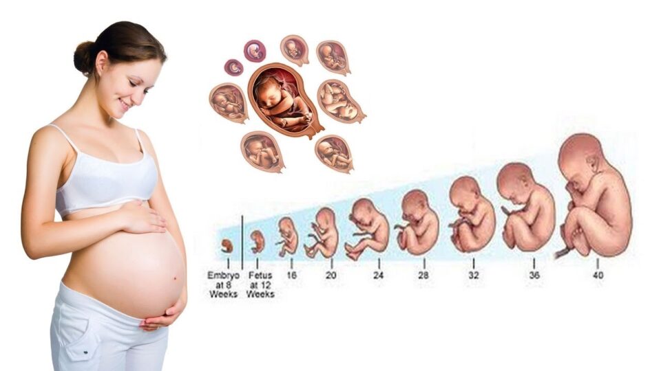 Pregnancy Trimester Guide